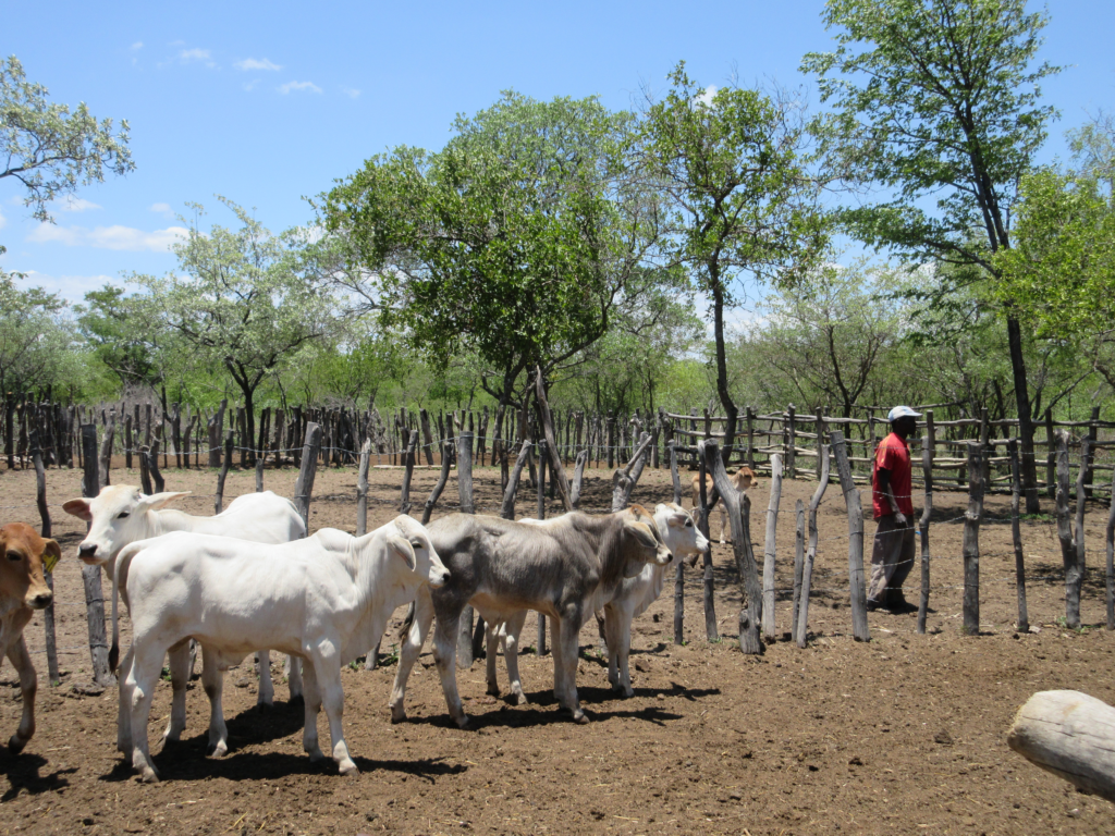 Medium-scale farms in Africa: history lessons from Zimbabwe – Future ...