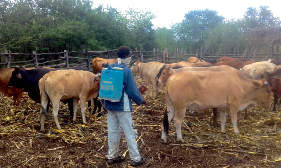 Livestock Production The Limits Of Extensive Systems In Zimbabwe 