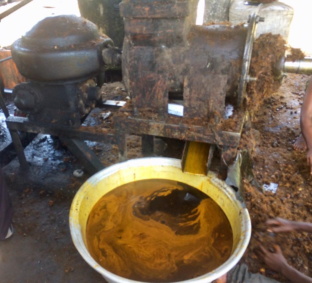 oil-palm-processing-in-ghana-hanging-in-stepping-up-and-stepping-out