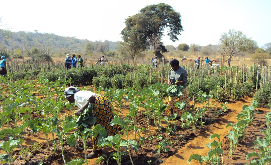 zimbabwe-s-covid-19-lockdown-ensuring-the-right-to-food-for-the-poor