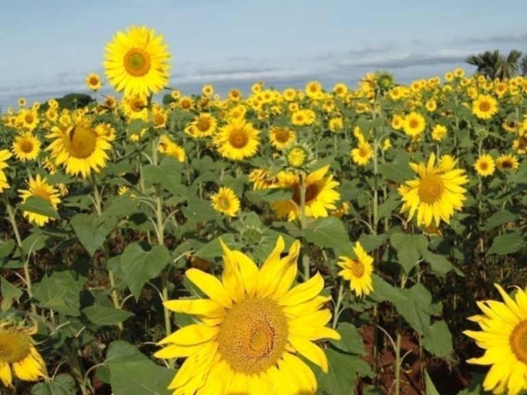 Does sunflower commercialisation empower women in Singida, Tanzania ...