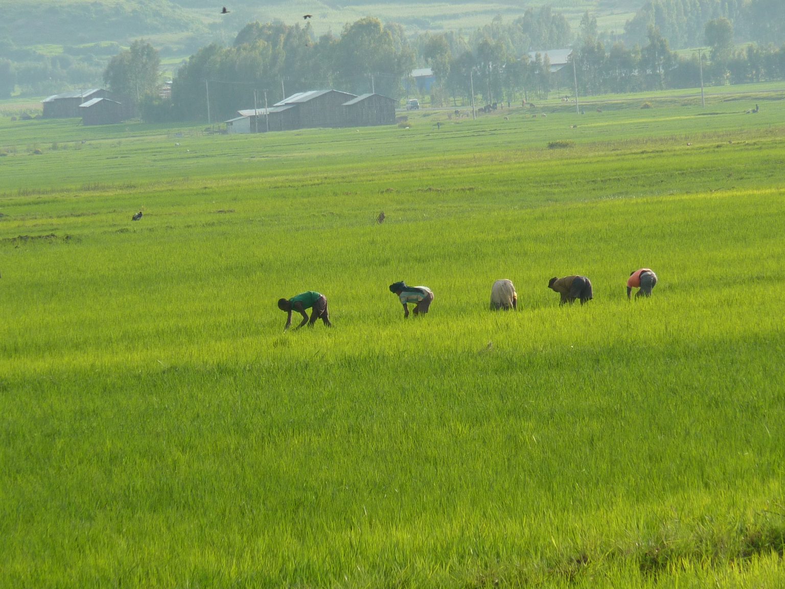 Commercialisation Of Agriculture Meaning In Tamil