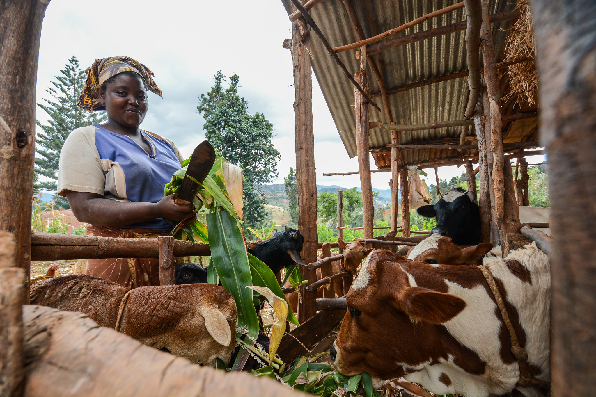 Diversification And Food Security In Crop livestock Farming Systems Of 